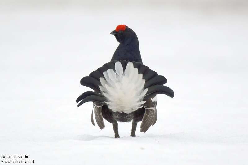Black Grouse male adult breeding, courting display, Behaviour