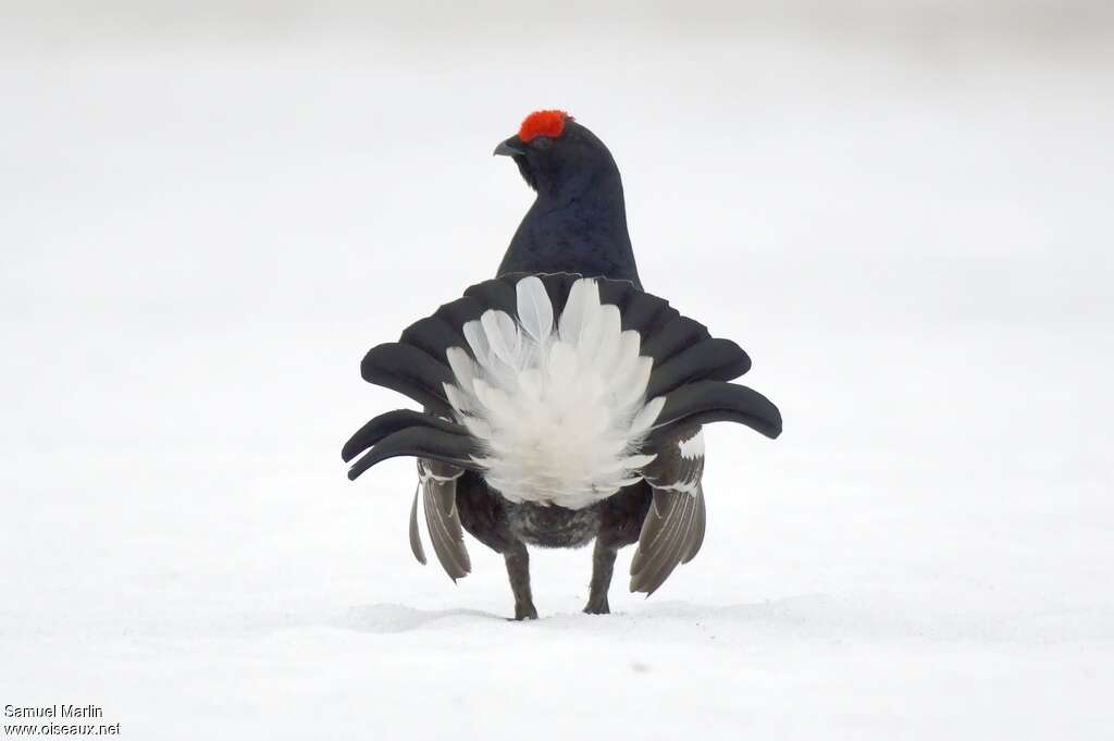 Black Grouse male adult breeding, courting display, Behaviour