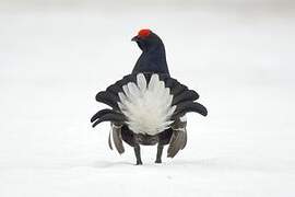 Black Grouse