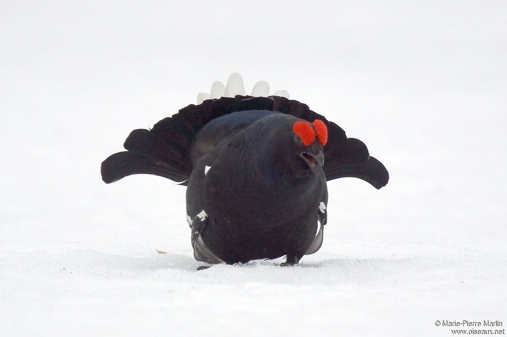 Black Grouse male adult breeding