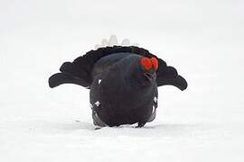 Black Grouse