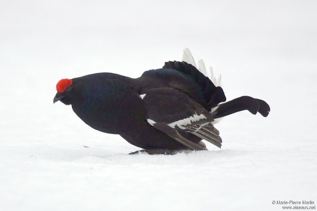 Black Grouse male adult breeding