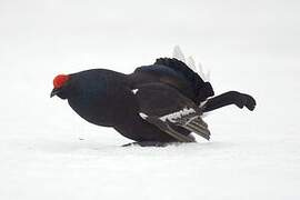 Black Grouse