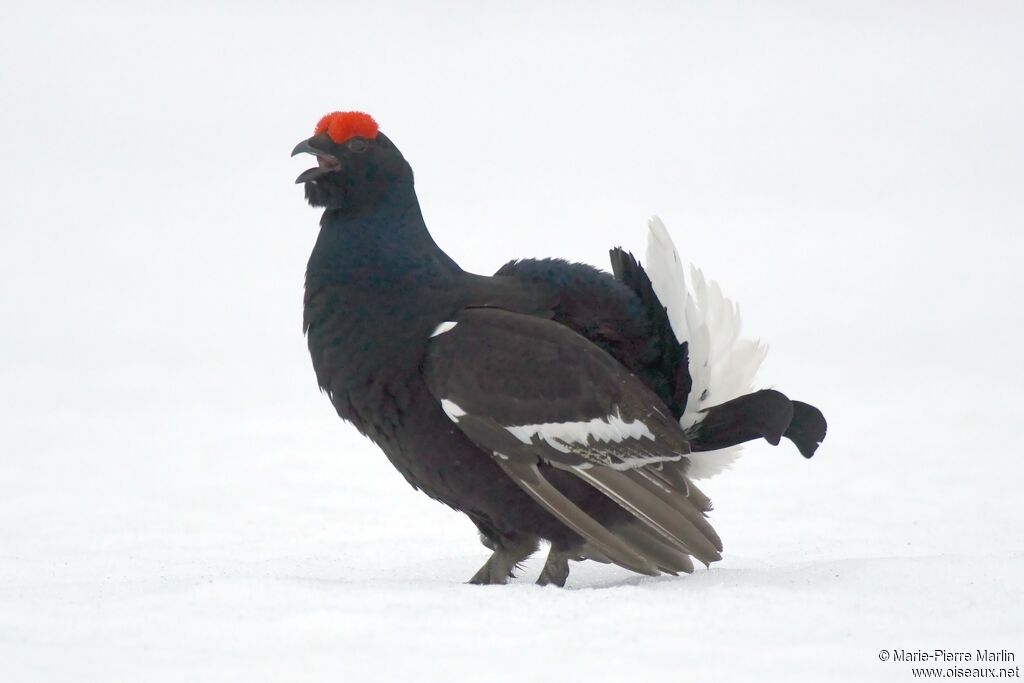 Black Grouse male adult breeding