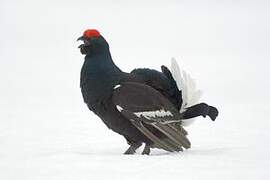 Black Grouse