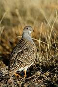 Grey-breasted Seedsnipe