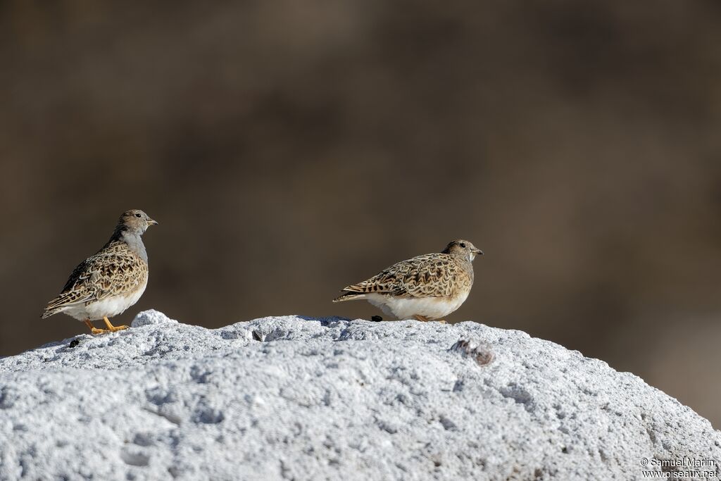 Grey-breasted Seedsnipe