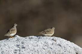 Grey-breasted Seedsnipe