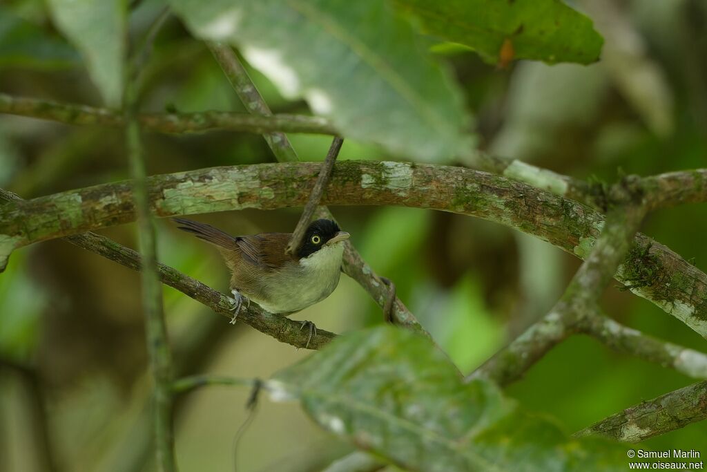 Dark-fronted Babbleradult