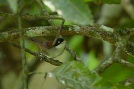 Dark-fronted Babbler