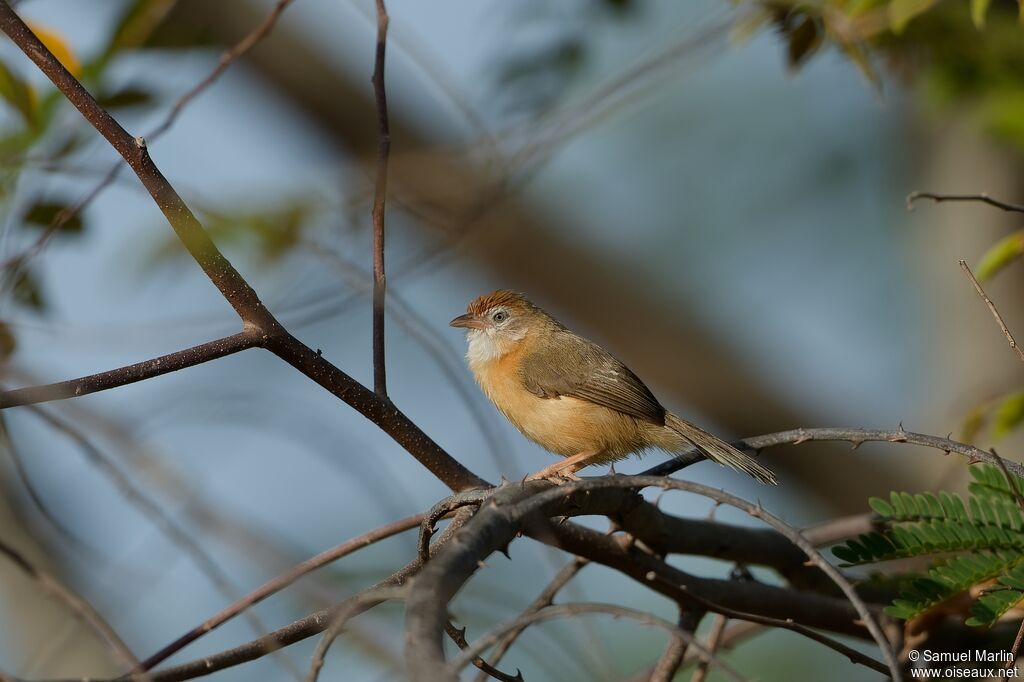 Tawny-bellied Babbleradult