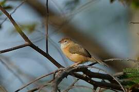 Tawny-bellied Babbler