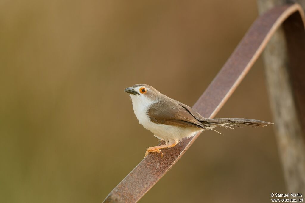 Yellow-eyed Babbleradult