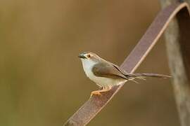 Yellow-eyed Babbler