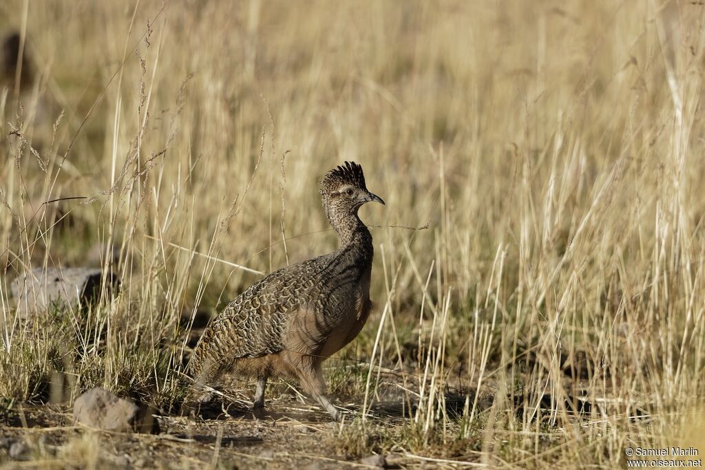 Tinamou ornéadulte