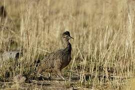 Ornate Tinamou