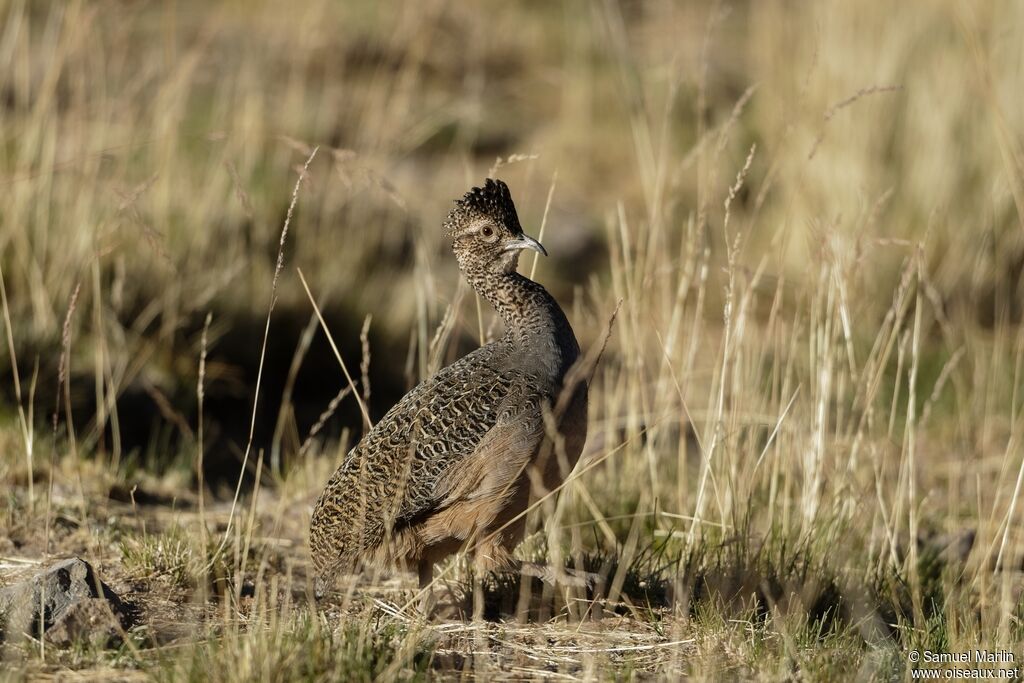 Tinamou ornéadulte