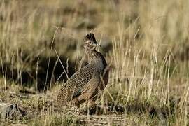 Ornate Tinamou