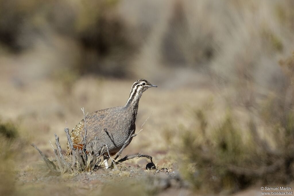 Tinamou quioulaadulte