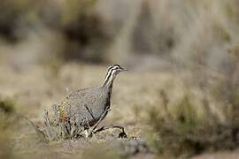 Puna Tinamou