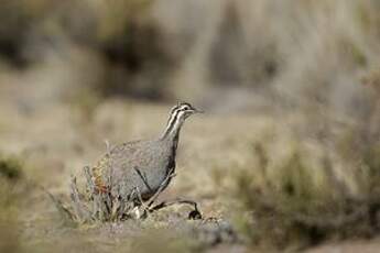 Tinamou quioula