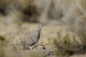 Tinamou quioula