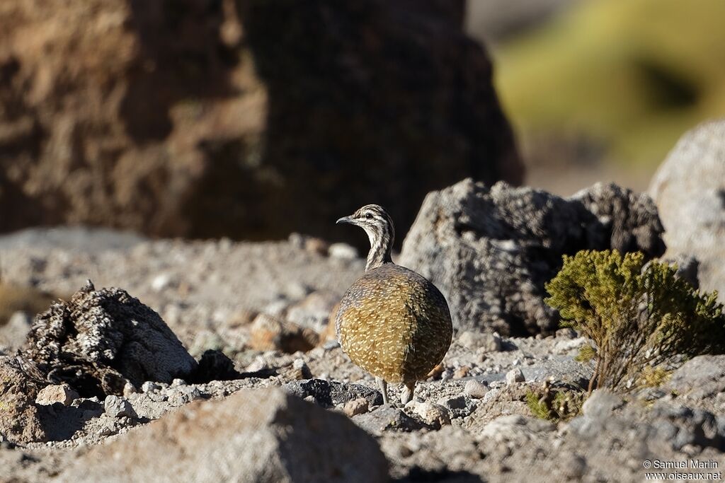 Tinamou quioulaadulte