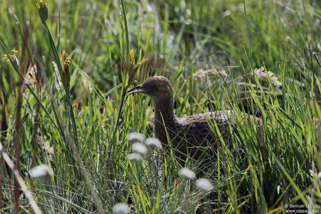 Tinamou tacheté