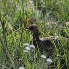 Tinamou tacheté