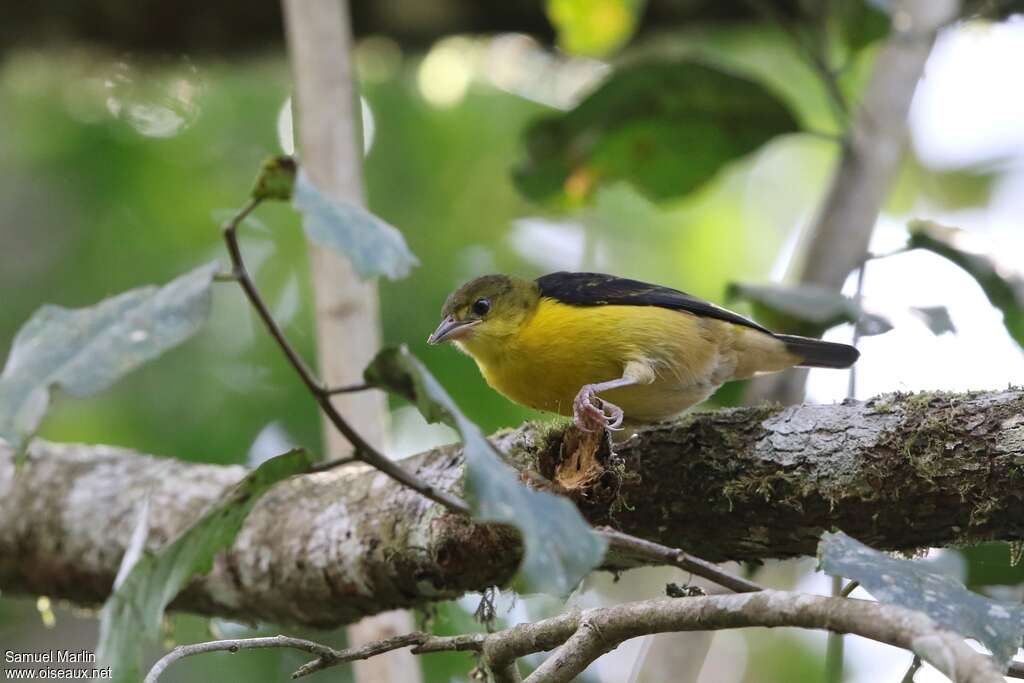 Brown-capped Weaverjuvenile, identification