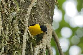 Brown-capped Weaver