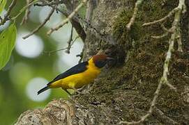 Brown-capped Weaver