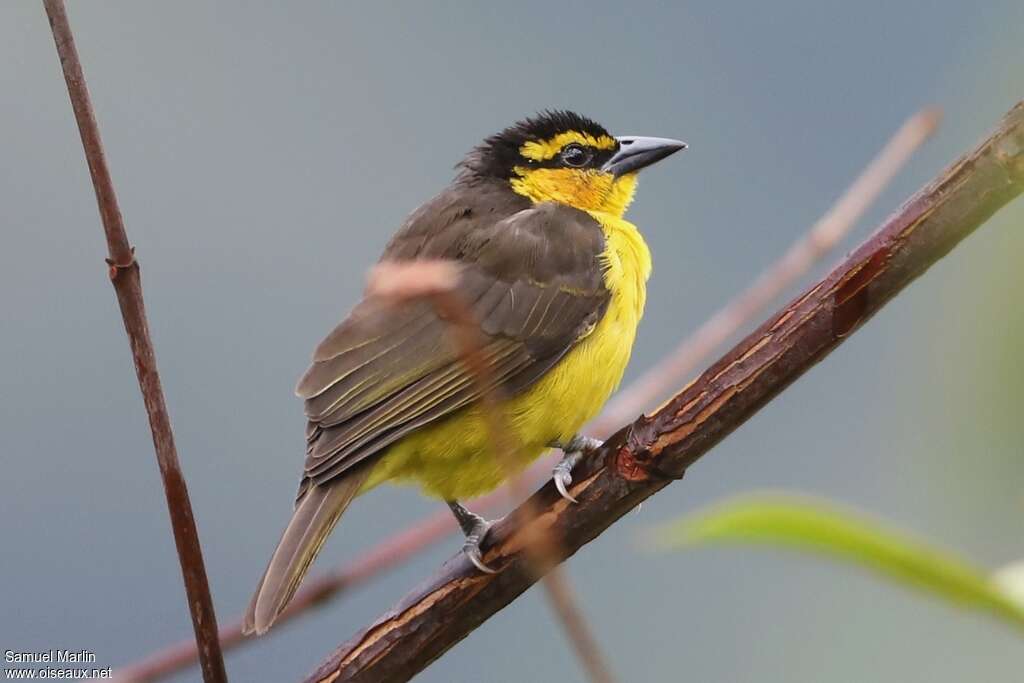 Black-necked Weaver female adult, identification