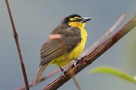 Black-necked Weaver