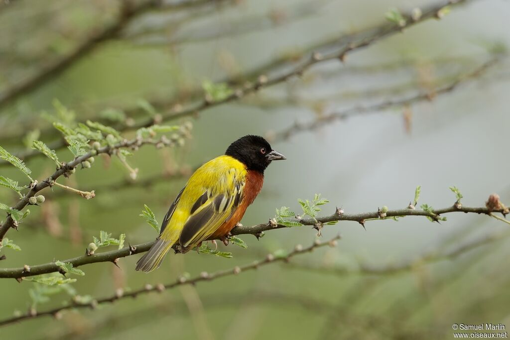 Golden-backed Weaver male adult