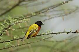 Golden-backed Weaver