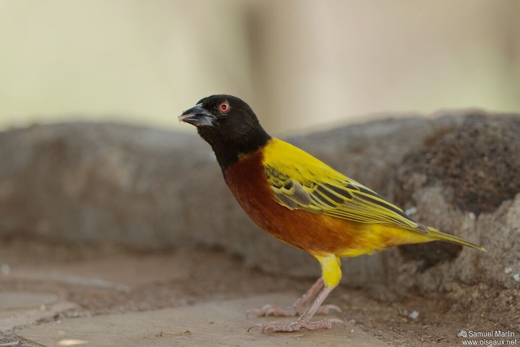 Golden-backed Weaver male adult