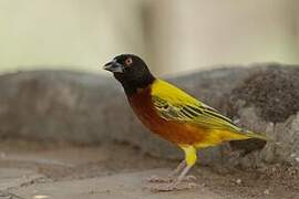 Golden-backed Weaver