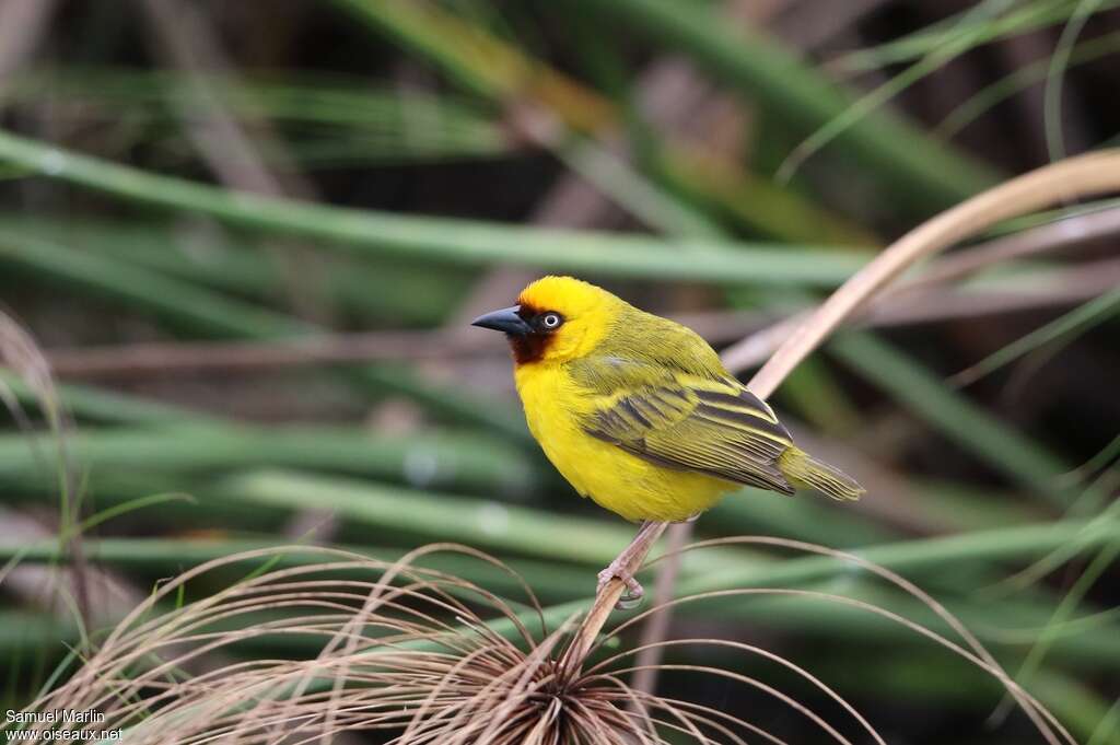 Northern Brown-throated Weaver male adult breeding, identification