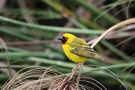 Northern Brown-throated Weaver