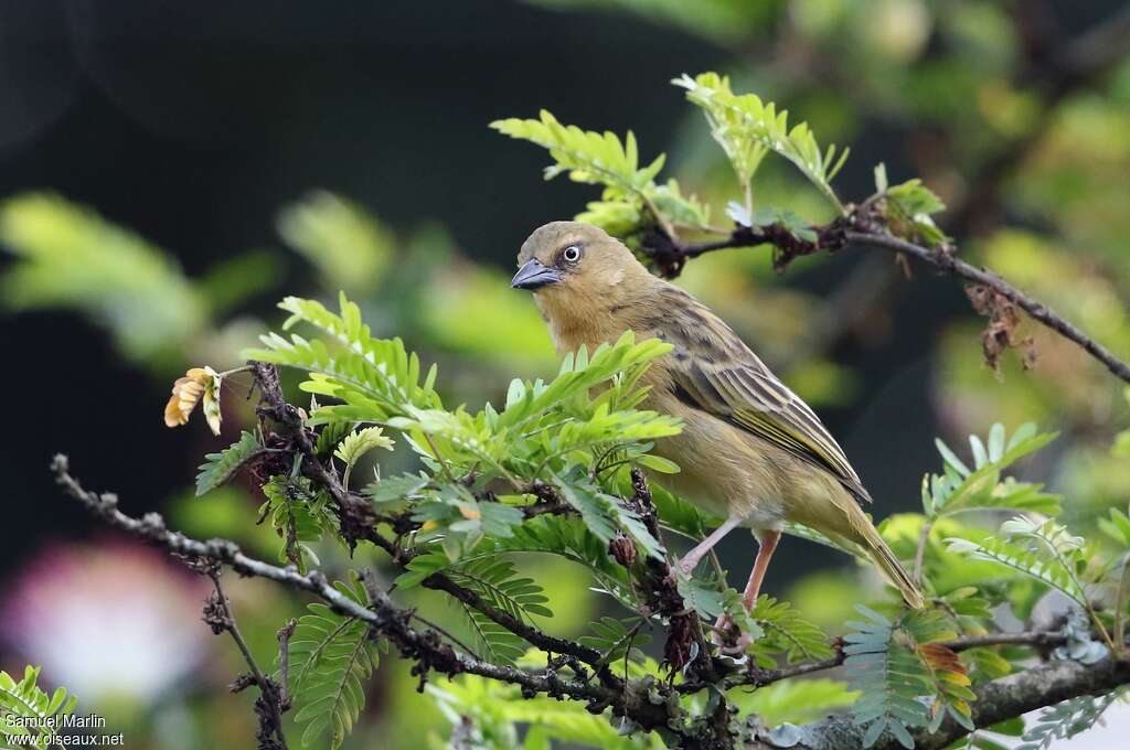 Northern Brown-throated Weaver female adult, identification