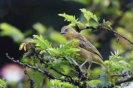 Northern Brown-throated Weaver