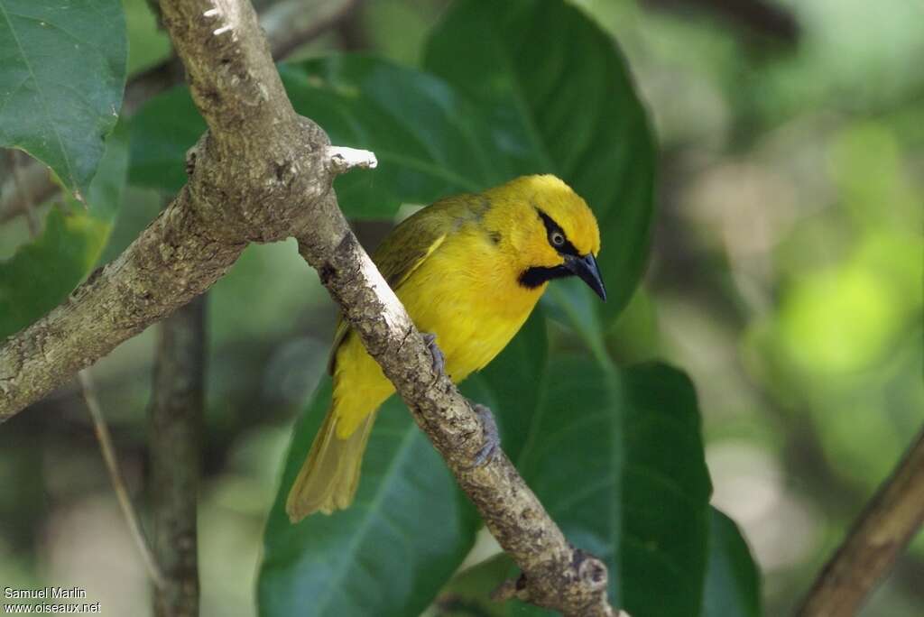 Spectacled Weaver male adult, pigmentation