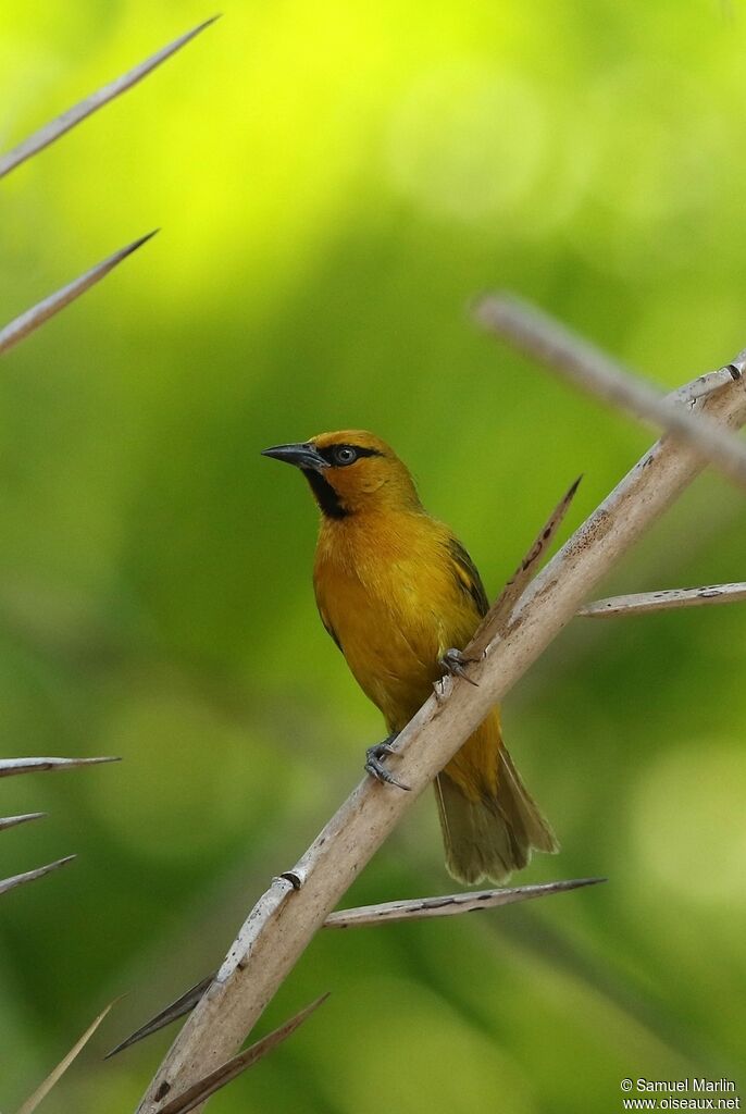 Spectacled Weaveradult