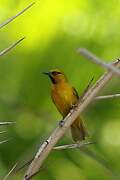 Spectacled Weaver