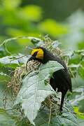 Black-billed Weaver