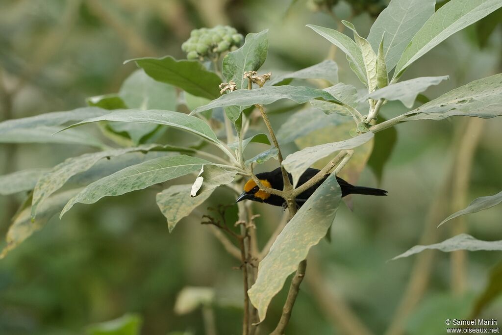 Black-billed Weaveradult