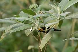 Black-billed Weaver