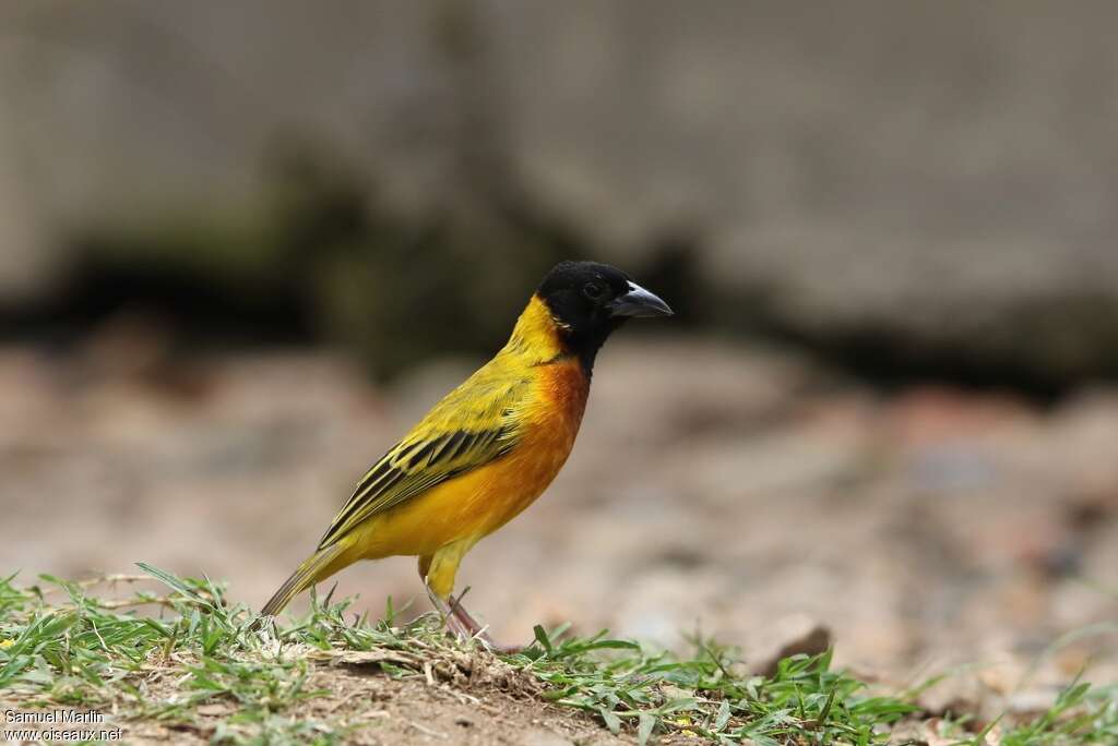 Black-headed Weaver male adult breeding, identification