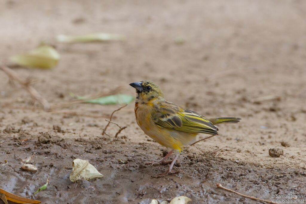 Black-headed Weaverimmature